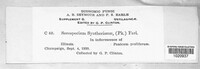 Ustilago syntherismae image